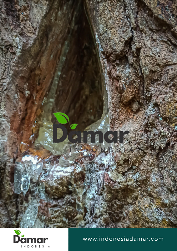 damar (6)